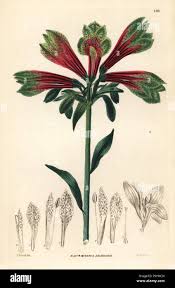 Image result for Alstroemeria pulchella