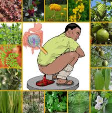 Full sun, part shade use in landscape : List Of Medicinal Plant In Malaysia Shri Kunja The List Of Medicinal Plants In Himalayas Below May Give You The Himalayan Burdock Is One More Rare Species Of Herbal Plant