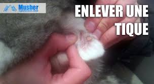 Comment Enlever Une Tique Sans Pince