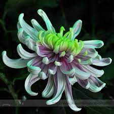Pin On Good Feng Shui Flowers Plants