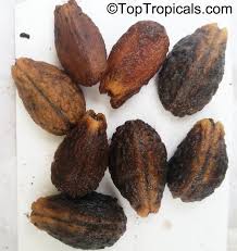 Image result for Drypetes sclerophylla