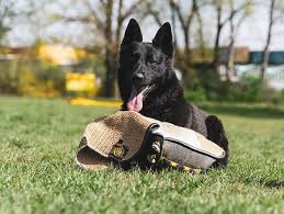 Poogle (beagle x poodle) puppies $2200. Trained Puppies Trained Dogs For Sale Toronto K9 Center Dog Training