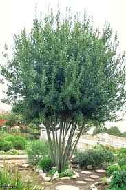 Sweet Bay Laurus Nobilis Hgtv Gardens Laurus Nobilis Bay Laurel Tree Laurel Tree