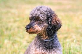 So if you want to own the parti poodle, then you should have an affordable amount. Parti Poodle 17 Things To Know Before Getting A Parti Poodle
