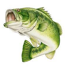 4 prints, largemouth bass, smallmouth bass, brown trout and rainbow trout, 4 fish prints, 8x10 or 11x14, fish, fishing. Largemouth Bass Drawing In Color Novocom Top