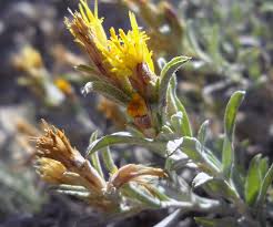 Image result for Dicoma arenaria