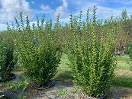 Image result for ligustrum ovalifolium