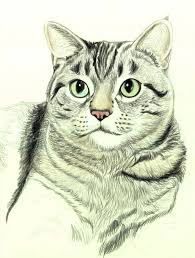 Draw A Majestic Cat In Colored Pencil Cat Drawing Tutorial Animal Drawings Drawings