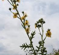 Compass Plant (Silphium laciniatum)