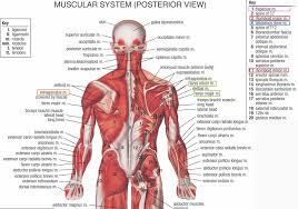 Interactive human muscular system front and back views with clickable muscles including rectus abdominis, pectoralis, rectus femoris, gastrocnemius etc. Human Animal Anatomy And Physiology Diagrams Lower Back Anatomy Muscles Neck And Shoulder Muscles Muscle Anatomy Shoulder Anatomy