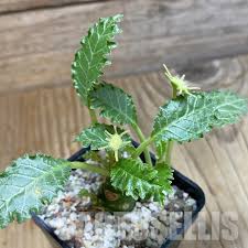 Image result for Dorstenia barnimiana