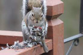 Do Squirrels Eat Birds Are They Potential Bird Predators