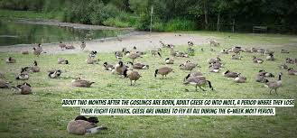 Family owned and operated with over 38 years experience! Flight Control Plus Professional Goose Control Applicators In Your Area