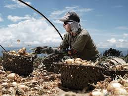 p 2020年04月03日 哥斯达黎加卡塔戈一名男子将洋葱分装进不同篮子新型冠状病毒大流行期间当地农业部门密切关注民众的粮食安全摄影师jeffrey arguedas 分享自 iweekly周末画报