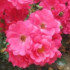 Maybe you would like to learn more about one of these? Flower Carpet 174 Pink Supreme Rose Green Acres Nursery Supply