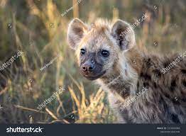 6,169 Cute Hyena Images, Stock Photos & Vectors | Shutterstock