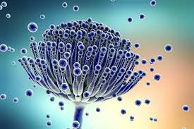 The black mold has a strong unpleasant. What Is Black Mold Toxic Vs Non Toxic