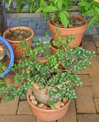 Image result for Psydrax fragrantissima