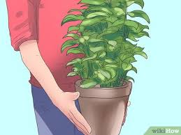 Hoya plants such as hoya carnosa are known as wax plants because their leaves and flowers look like they are carved from wax. How To Care For A Hoya Plant 14 Steps With Pictures Wikihow