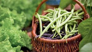 Green beans can be successfully grown in containers. Growing Green Beans How To Grow Pole Beans Bush Beans