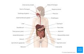 Digestive System Quiz Questions And Free Learning Tools Kenhub