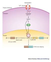 In this video we have discussed certain basic concepts of alternative splicing. Cell Signalling And The Control Of Pre Mrna Splicing Nature Reviews Molecular Cell Biology