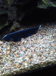The image used above is for illustration purposes only. What Do You Guys Think Of My Black Ghost Knifefish Aquariums