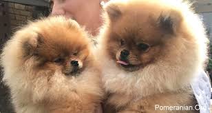 Pomeranian puppies are very susceptible to trauma, causing their deaths. Miniature Pomeranian Or Teacup Pomeranian Puppy
