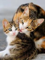Pin By Daniela Mau On Miciamici Kittens Cutest Cats Mama Cat