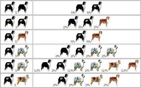 Australian Shepherd Color Genetics Charts Australian