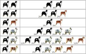 australian shepherd color genetics charts this is actually