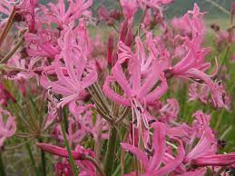 Image result for Nerine gaberonensis