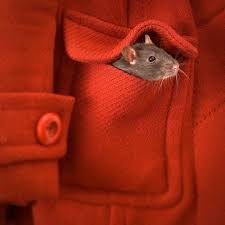 Image result for caring for small pets