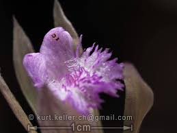 Image result for Nervilia crociformis