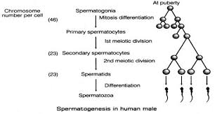 What Is Spermatogenesis Briefly Describe The Process Of