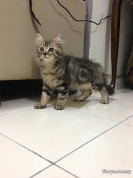 British long hair kittens for sale 8 weeks old fleed wormed ready to go both ginger boys and black and white one too the mostly black is girl any questions please ask they are £150 each. Persian Kitten Male Domestic Long Hair For Sell Pets For Sale In City Centre Kuala Lumpur Sheryna Com My Mobile 699770