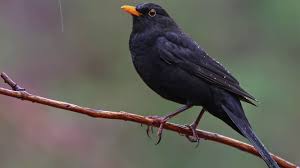 Black Bird With Yellow Beak And White Belly Common Blackbird Calling 8d 1 Hour Birds Sounds Blackbird Sound Cal In 2020 Black Bird Birds Animals