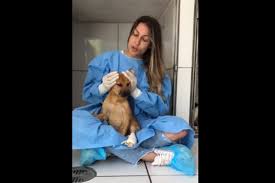 Objetivos do instituto como ajudar defeder os animais zelar pelo meio ambiente acolher cães, gatos ou qualquer animal em situação de risco educar crianças e adultos sobre a importância de cuidar do. Veterinaria Desmente Luisa Mell Em Publicacao E Ganha Apoio De Famosos