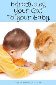 Introducing Your Cat To Your New Baby Baby Cats Introducing A New Cat New Baby Products