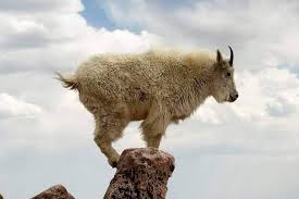 Saat kambing kecil yang biasa bermain dengan kami. Artis Malaysia Kambing Gurun Suka Sangat Dia Hiking2 Facebook