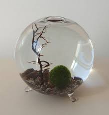 Marimo Moss Ball Marimo Moss Ball Marimo Moss Ball Aquarium Japanese Moss Balls