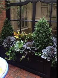 Get The Look Pair Of Good Sized Cone Shaped Boxwood Winter Gem Boxwood Cascades Of Engli Winter Container Gardening Fall Window Boxes Winter Window Boxes