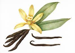 Download Premium Illustration Of Illustration Of Vanilla 401691 Illustration Free Illustrations Vanilla Plant