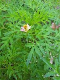 Meskipun tidak sepopuler sayuran lain, daun kenikir atau ulam raja ternyata memiliki segudang manfaat bagi kesehatan tubuh. Pin Di Home Gardening