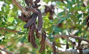Likes a warm, sunny, well drained position. Ultrafine Carob Powder With Classifier Mill Zps Hosokawa Alpine
