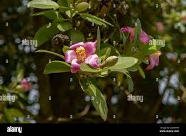 Image result for Lagunaria patersonia