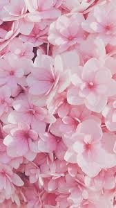 Pastel wallpaper 71 images aesthetic flower wallpapers top free aesthetic flower 65 pastels aesthetic computer android iphone Pastel Pink Flower Aesthetic