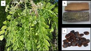 Image result for Albizia schimperiana