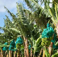 Check spelling or type a new query. Guadeloupe Und Martinique Das Verseuchte Paradies Welt