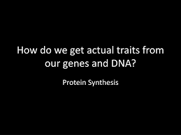 Race (classification of human beings) early racial classification attempts measured surface traits , particularly skin color, hair color and texture, eye color, and head size and shape. Ppt How Do We Get Actual Traits From Our Genes And Dna Powerpoint Presentation Id 3157197